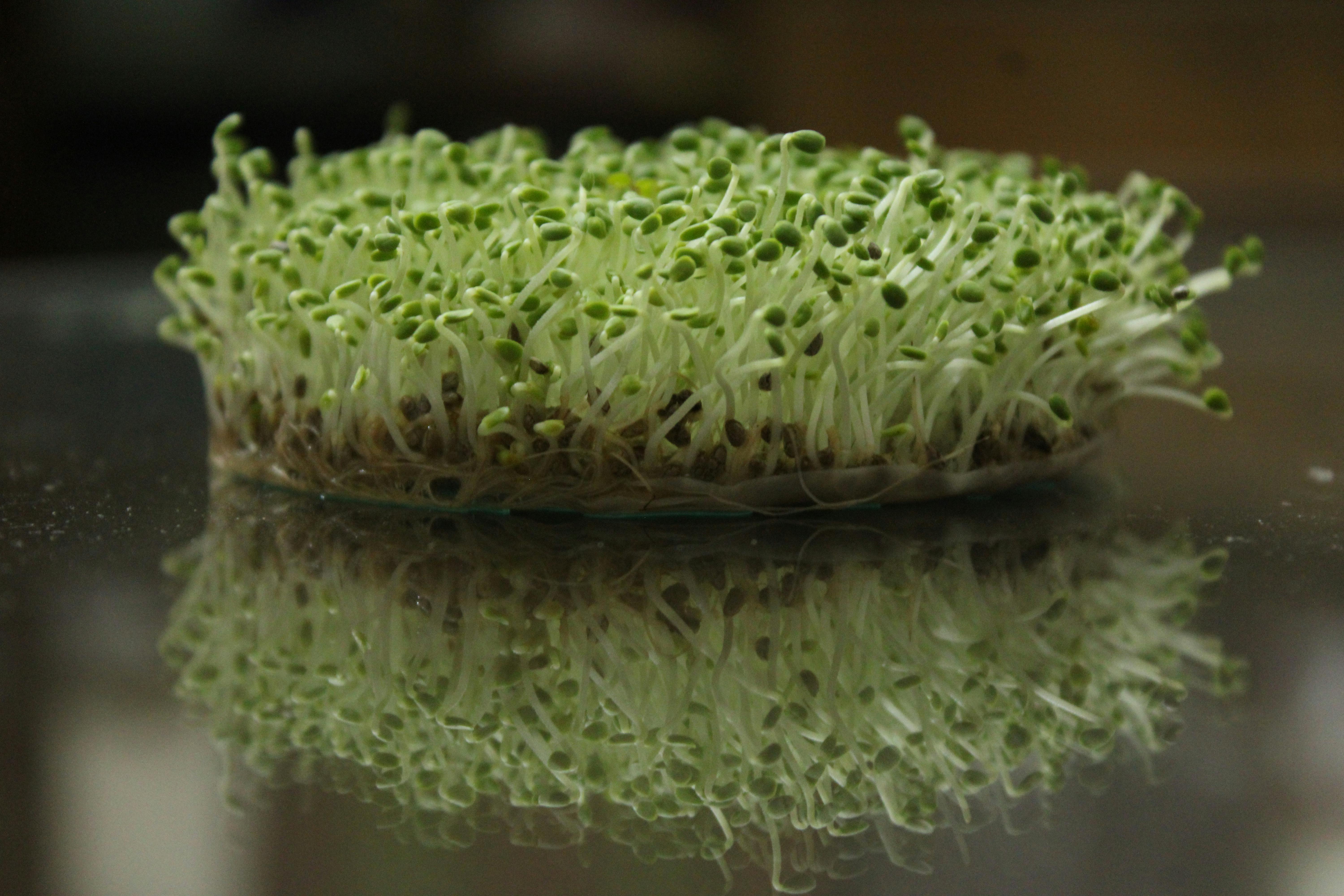 Fresh green microgreens reflect on a surface, showcasing their vibrant growth.