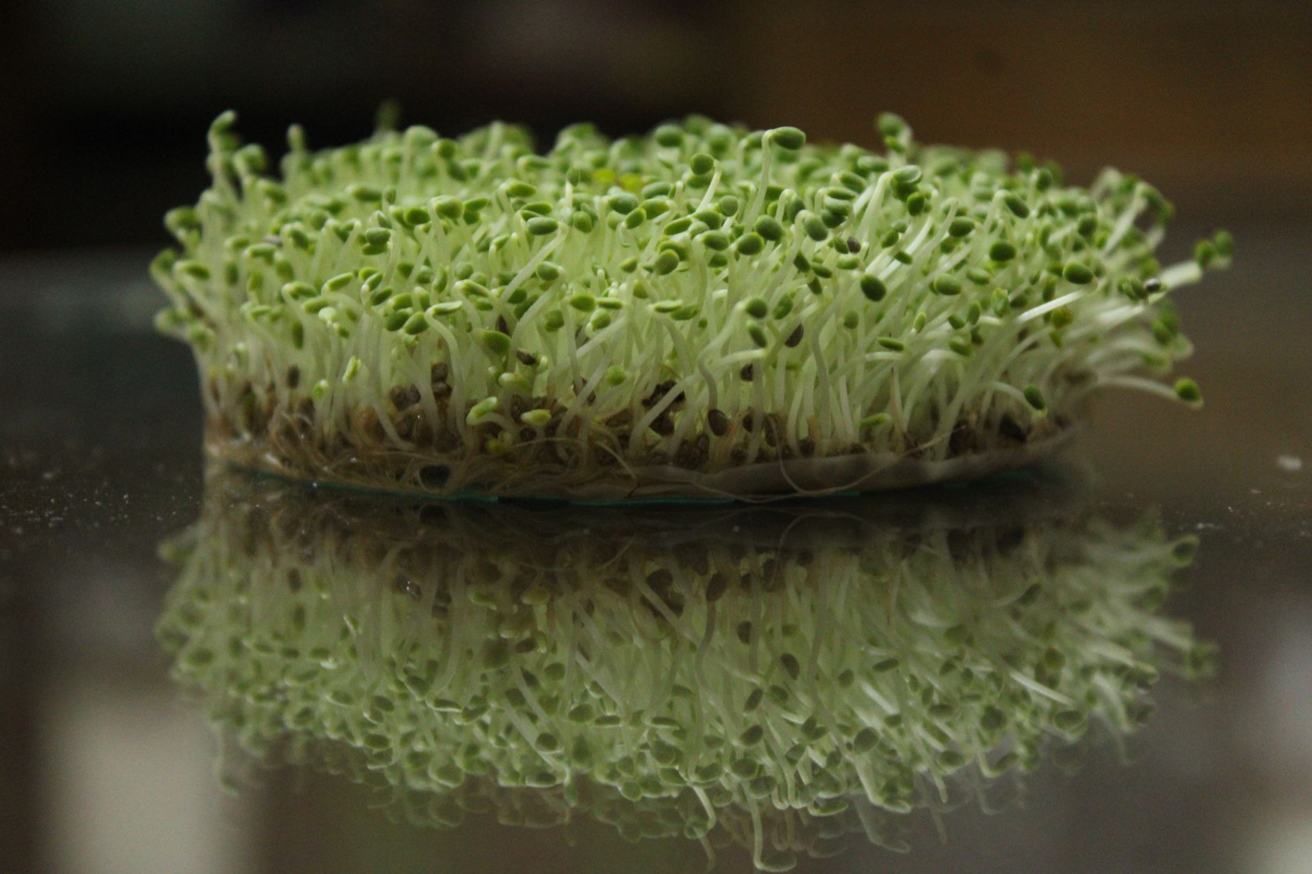 Fresh green microgreens reflect on a surface, showcasing their vibrant growth.
