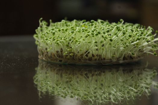 fresh young green sprouts