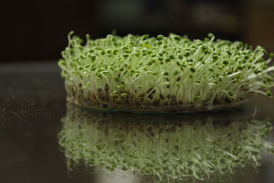 Dense microgreen root systems interlocking with felt fibers - felt mat microgreen growth Dense microgreen root systems interlocking with felt fibers - felt mat microgreen growth