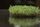 sprouts