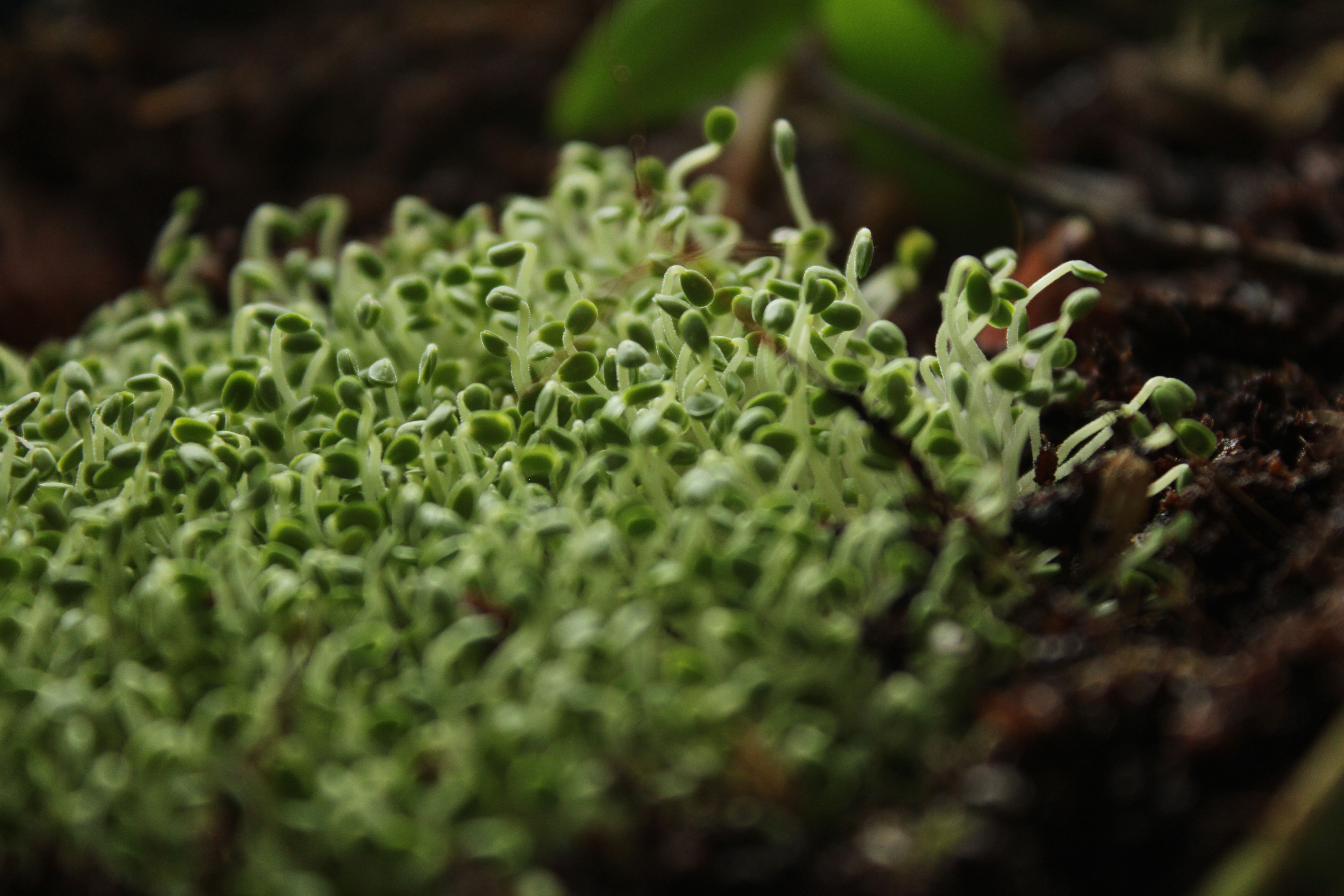Proteínas TCP14 e TCP15 equilibram crescimento e resposta ao estresse em plantas