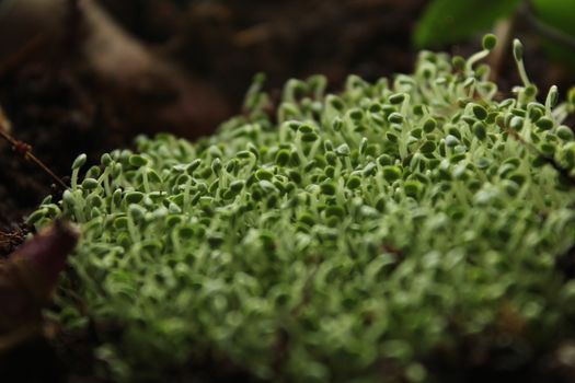 Macro shot of young green plant sprouts emerging from the soil.
