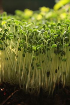 young green vegetable sprouts