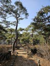 Picturesque Pine Tree Pathway in South Korea
