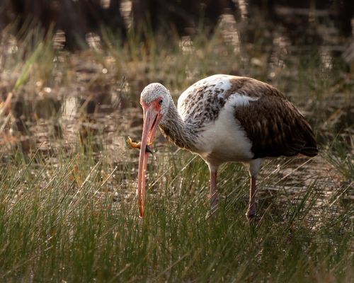 Free A white ibis searches for food in a sunlit wetland, showcasing nature's beauty. Stock Photo