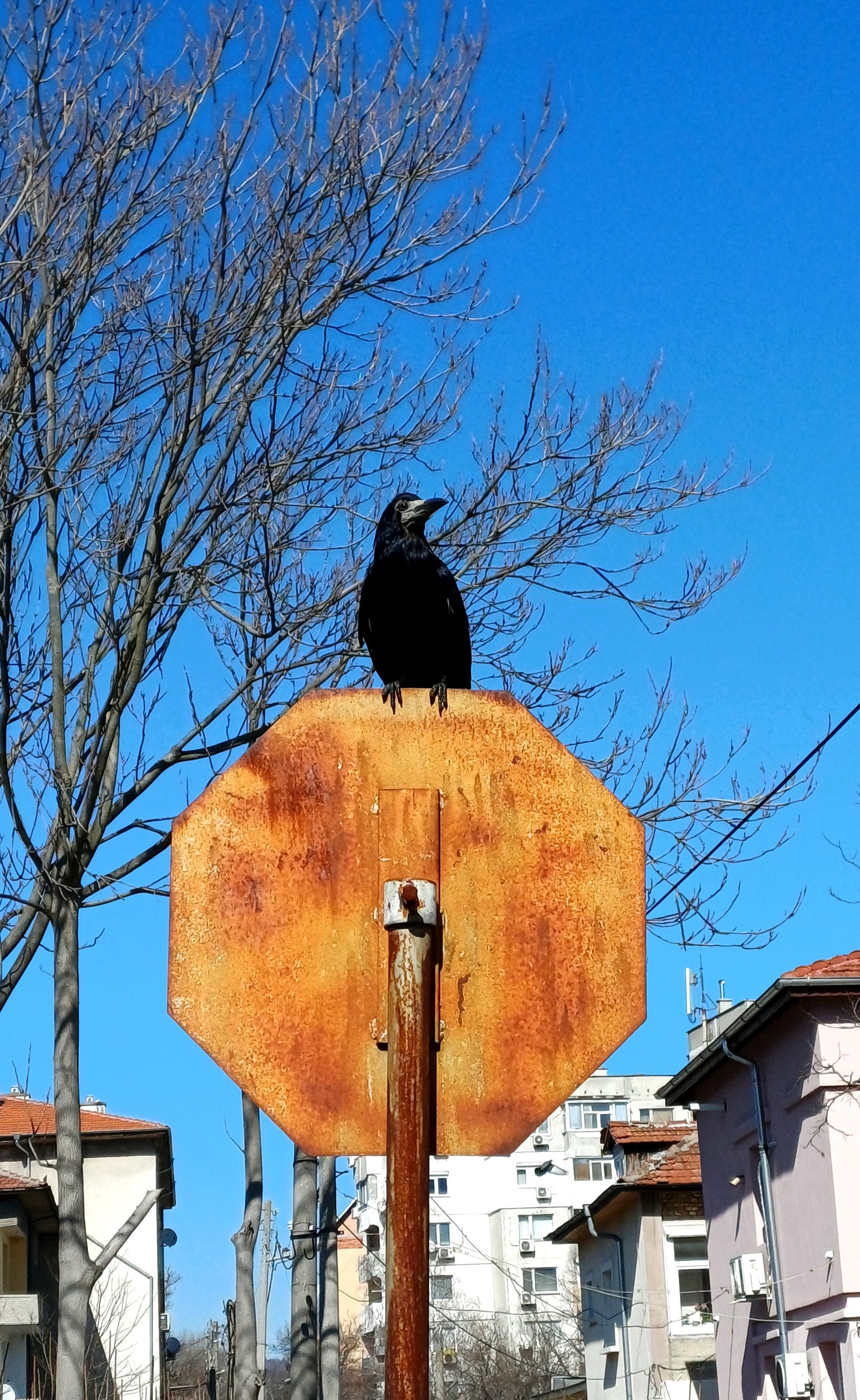 Rusty Sign with Crow in Urban Setting · Free Stock Photo