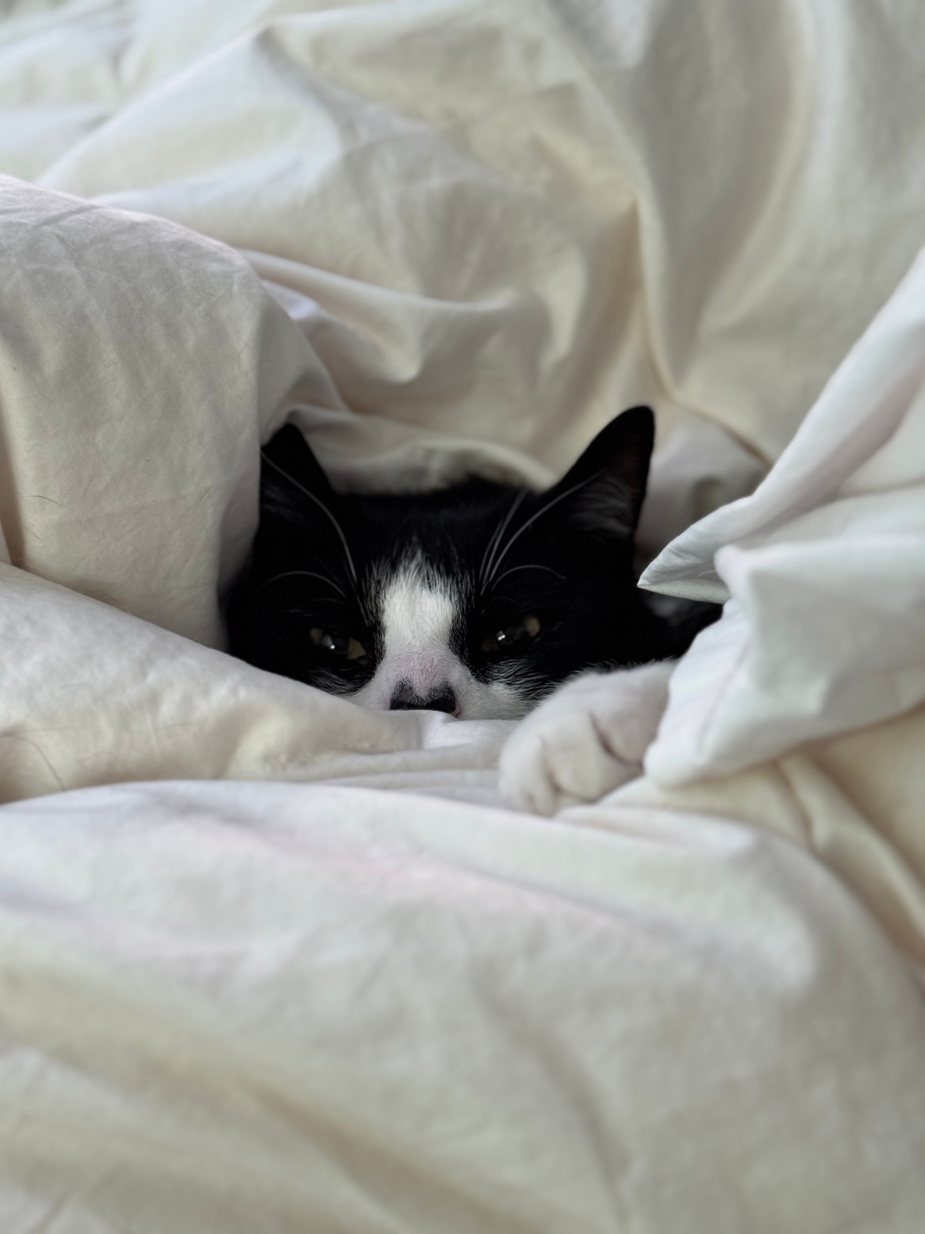 Cama Iglu para Gatos