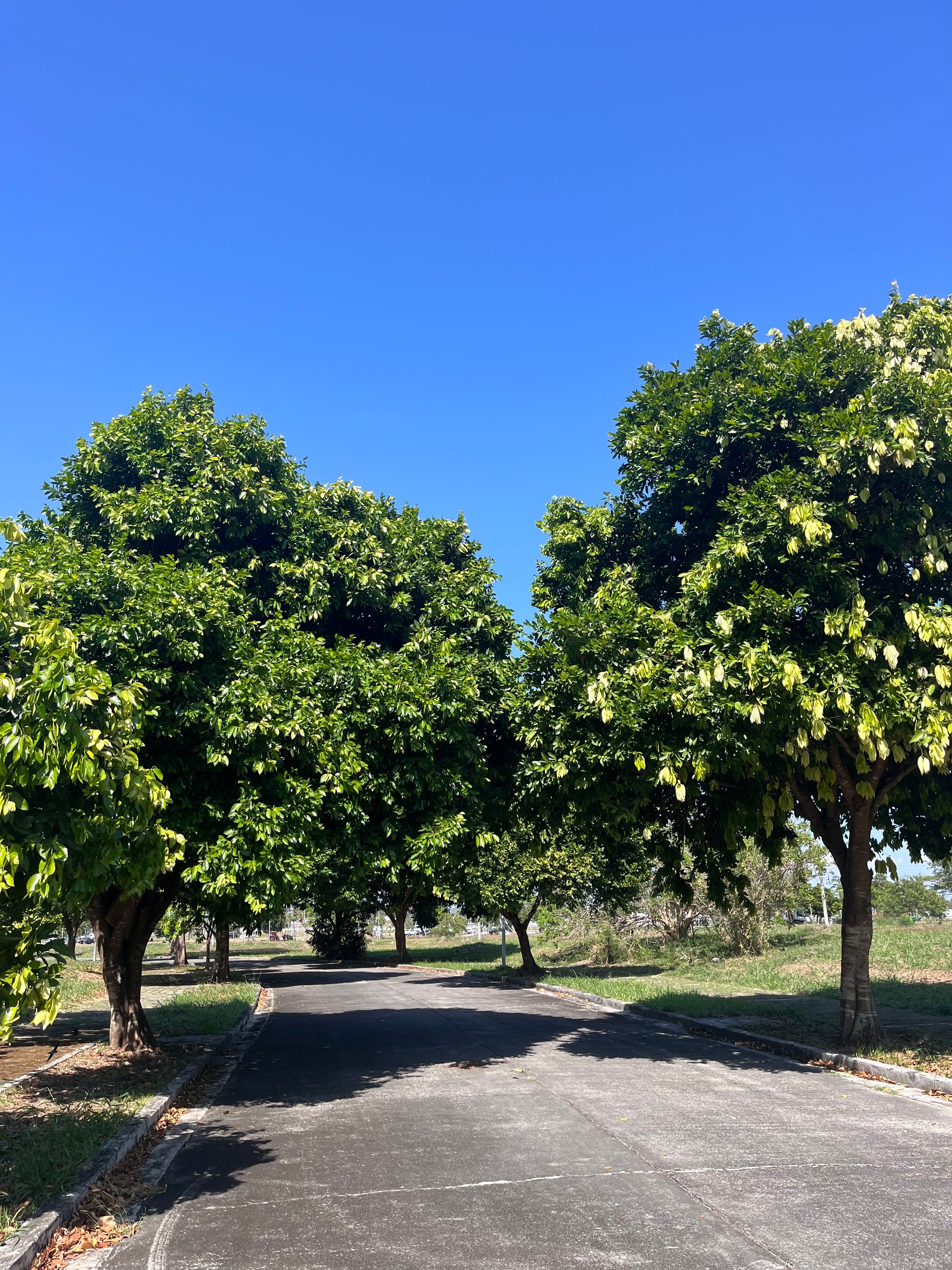 Scenic Tree-Lined Pathway under Vibrant Blue Sky · Free Stock Photo