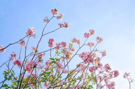 Vibrant pink flowers blooming against a clear blue sky in Ho Chi Minh City, capturing the essence of spring.
