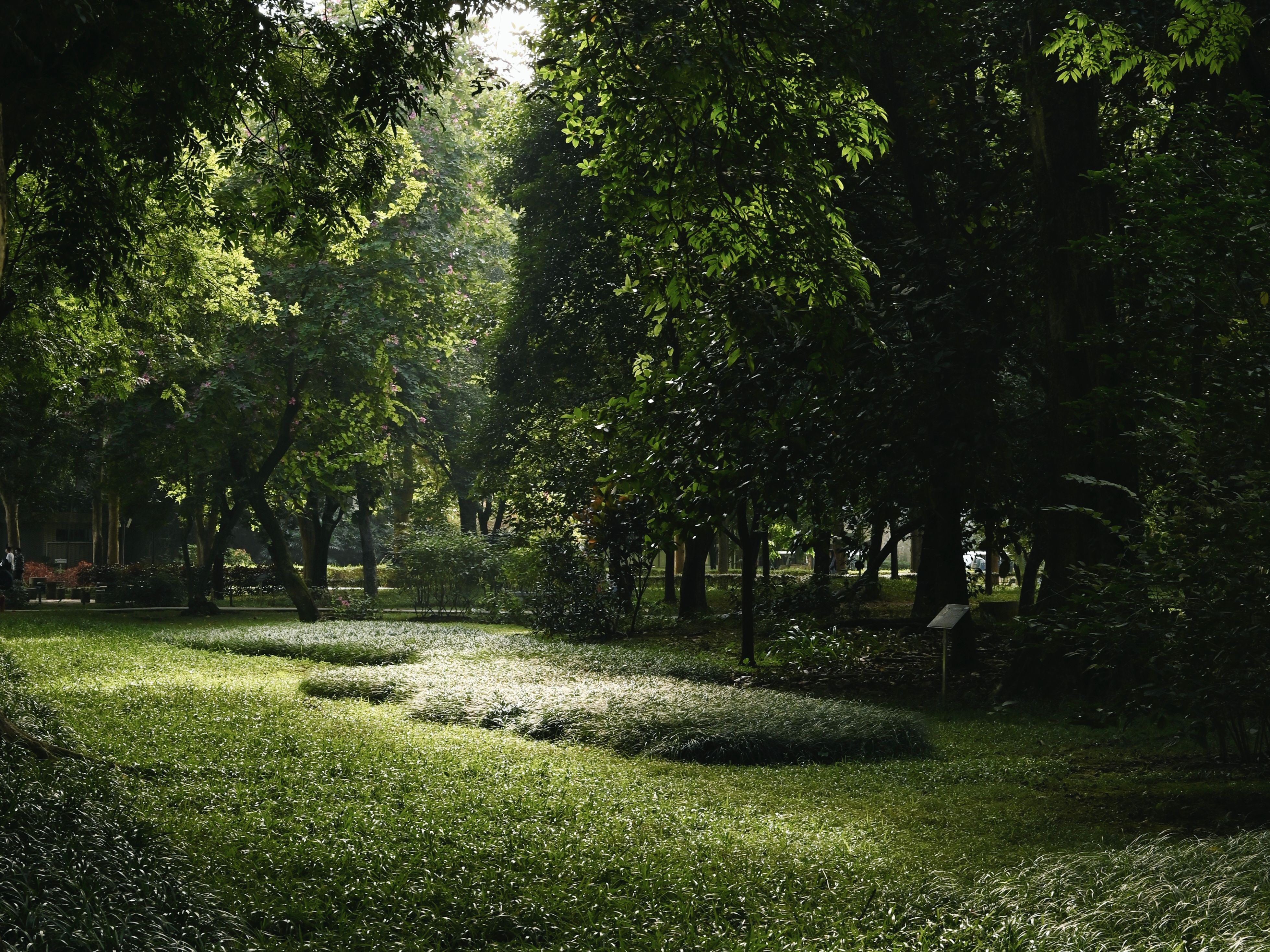 Lush Green Urban Park in Summer Daylight · Free Stock Photo