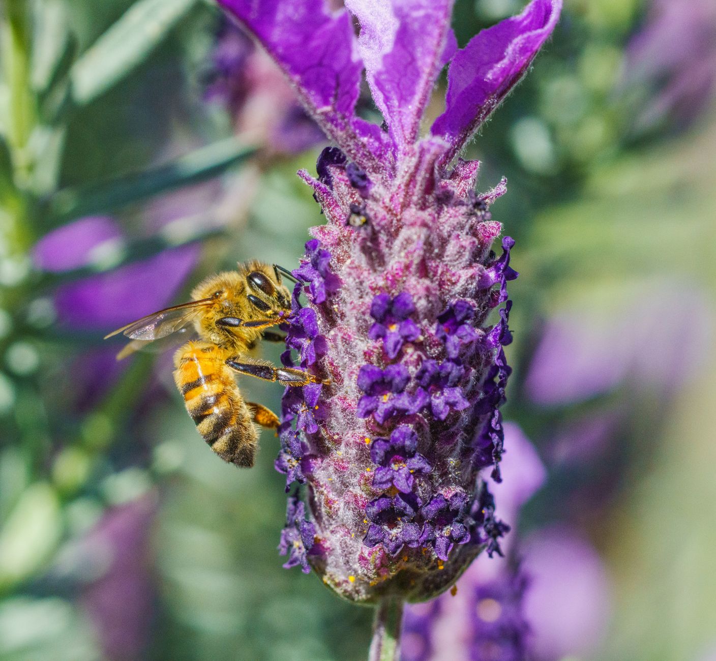 Understanding and Managing Melissophobia: The Fear of Bees