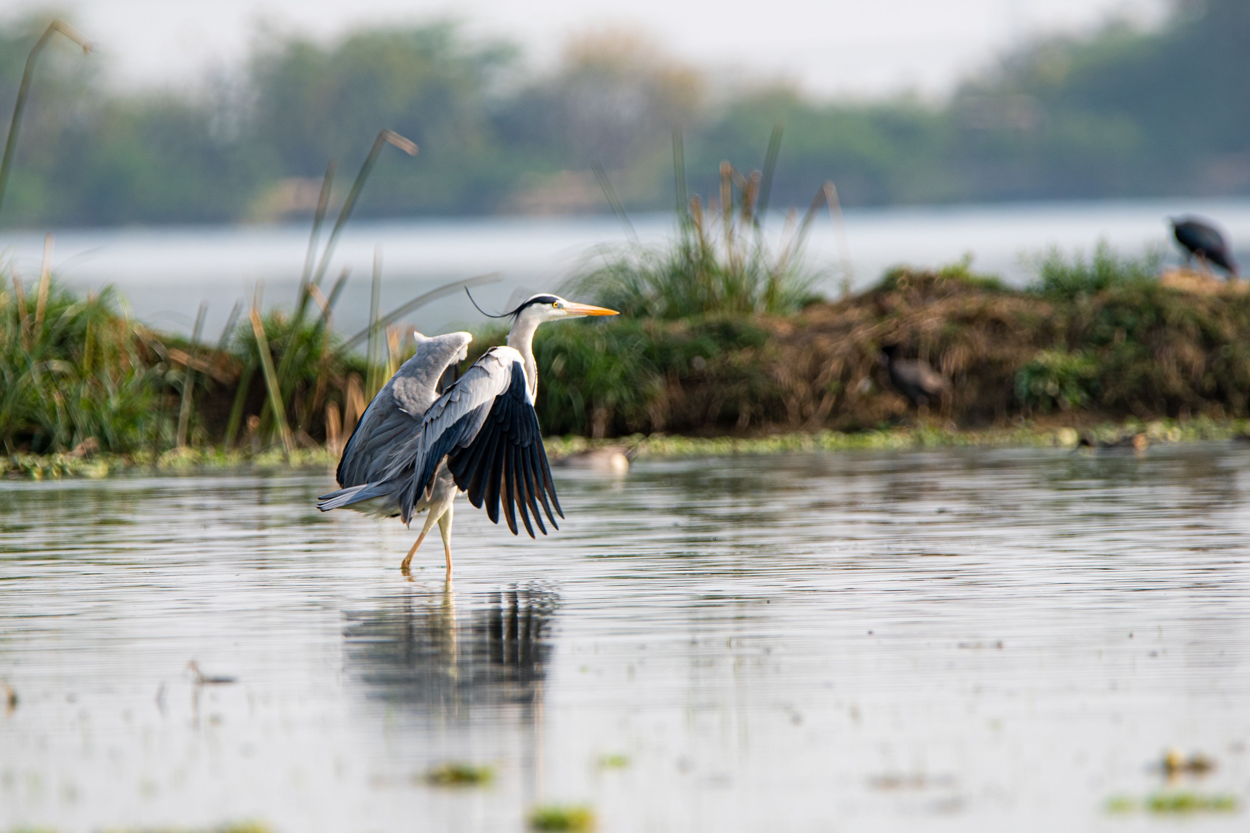 Kanjli Wetland day trip