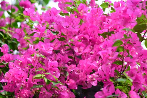 Free Beautiful pink bougainvillea flowers in full bloom, captured in a lush outdoor setting. Stock Photo