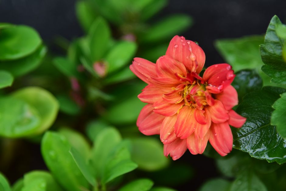 Fotomural Primer plano de una flor de dalia de color rojo vivo con gotas de lluvia sobre un fondo verde exuberante.