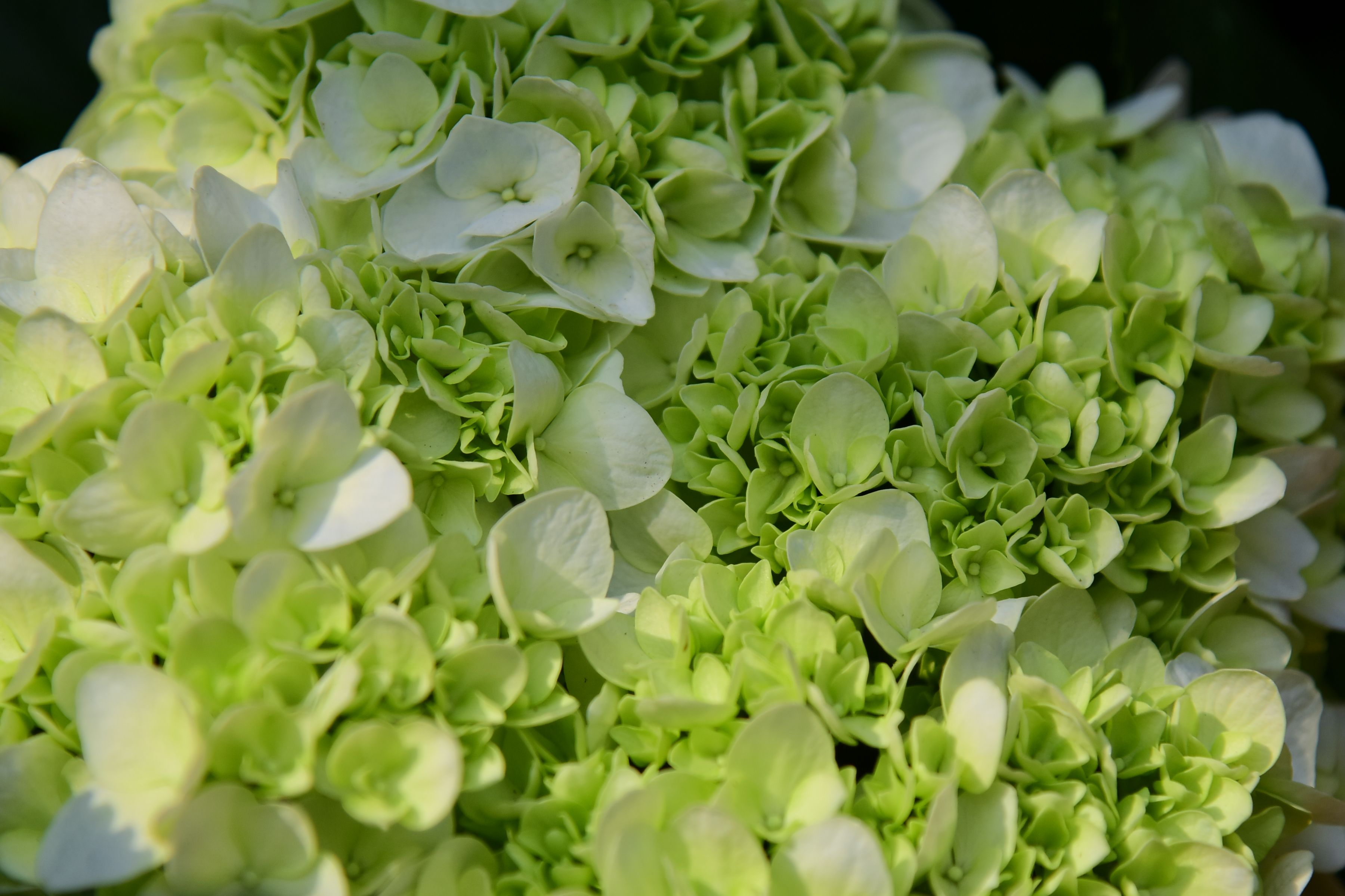 hortensia annabelle strong - 5. Arrosage, fertilisation et entretien au fil des saisons