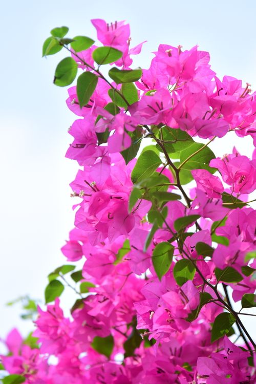 Free Bright pink bougainvillea flowers bloom vibrantly against a clear blue sky, embodying tropical beauty. Stock Photo