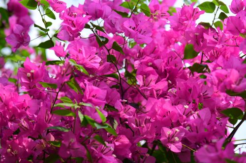 Free Bright pink bougainvillea flowers with lush green leaves, captured in daylight. Stock Photo