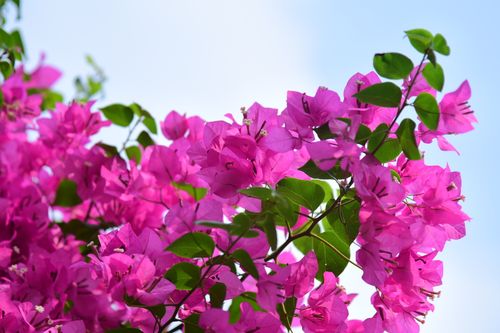 Free Bright magenta Bougainvillea flowers against a clear blue sky, capturing summer's vivid beauty. Stock Photo