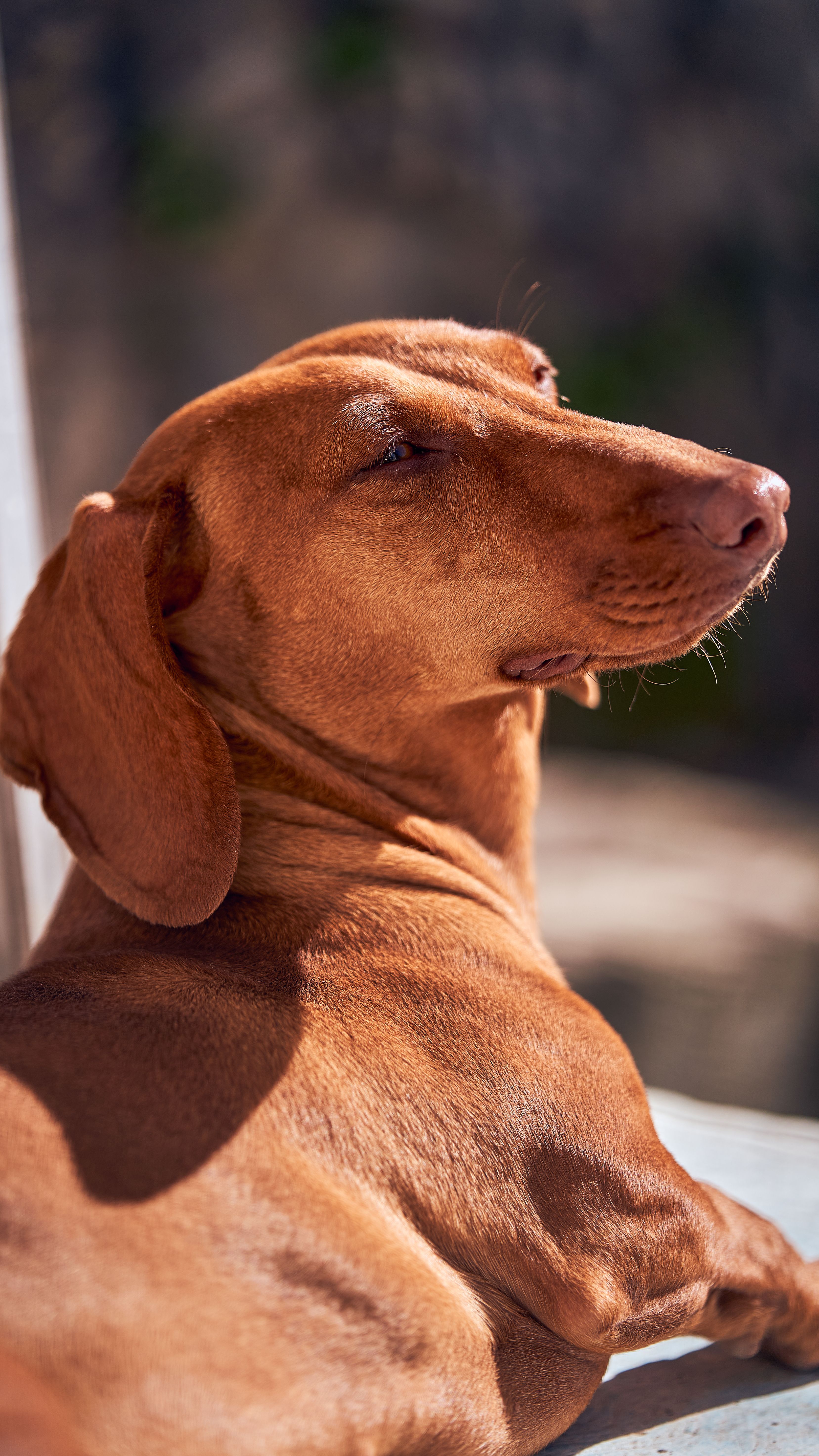 50.000+ Dog Testes And Penis Bilder und Fotos  Kostenlos Downloaden   Pexels Stock-Fotos