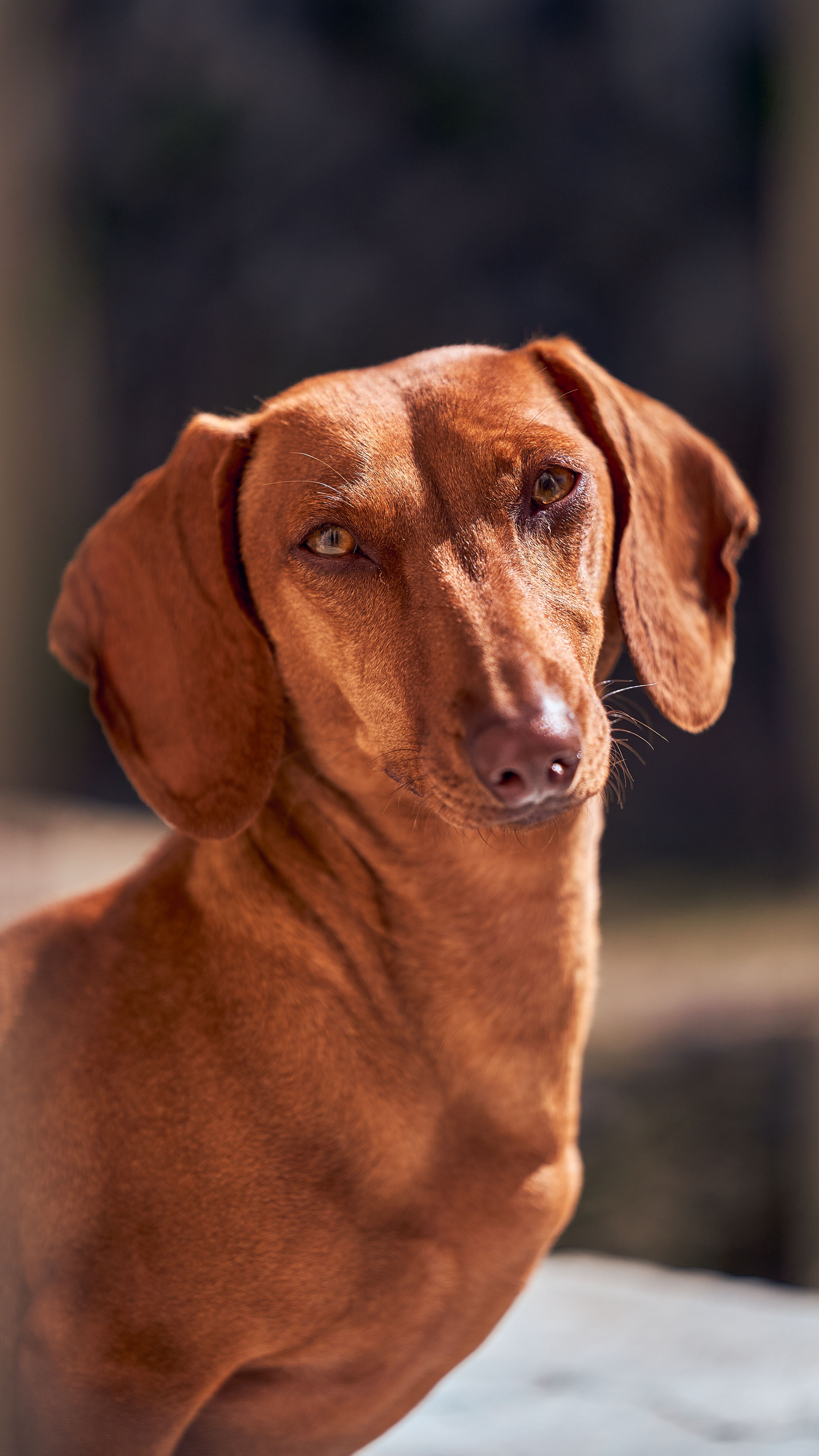 Why Annual Pet Health Checkups Are Important Even When Your Pet Looks Healthy