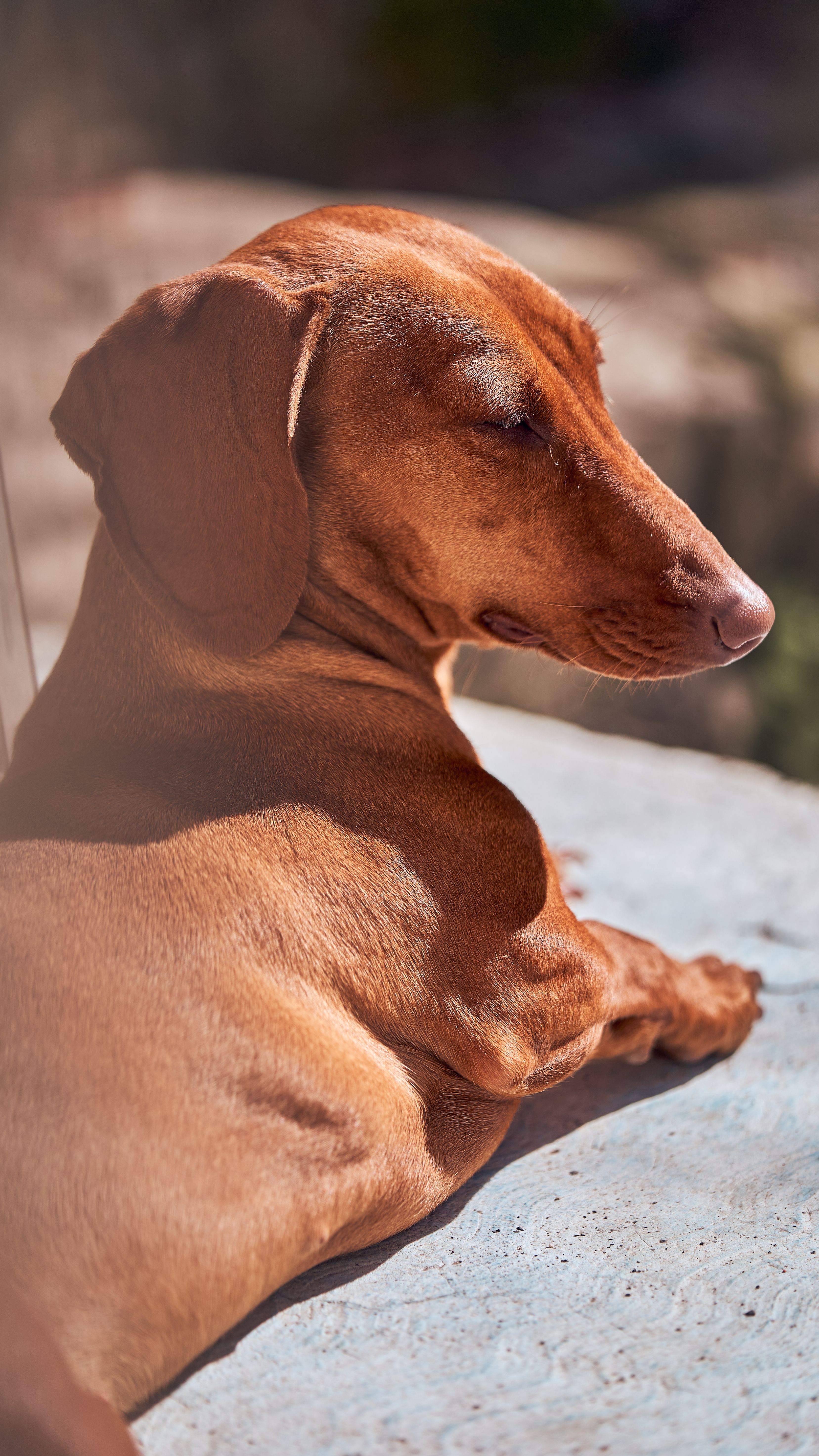 Rituel soin chien chaleur été bien-être animal 