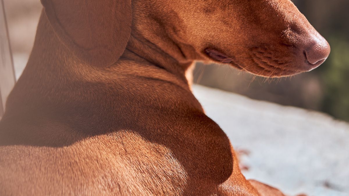 Rituel soin chien chaleur été bien-être animal