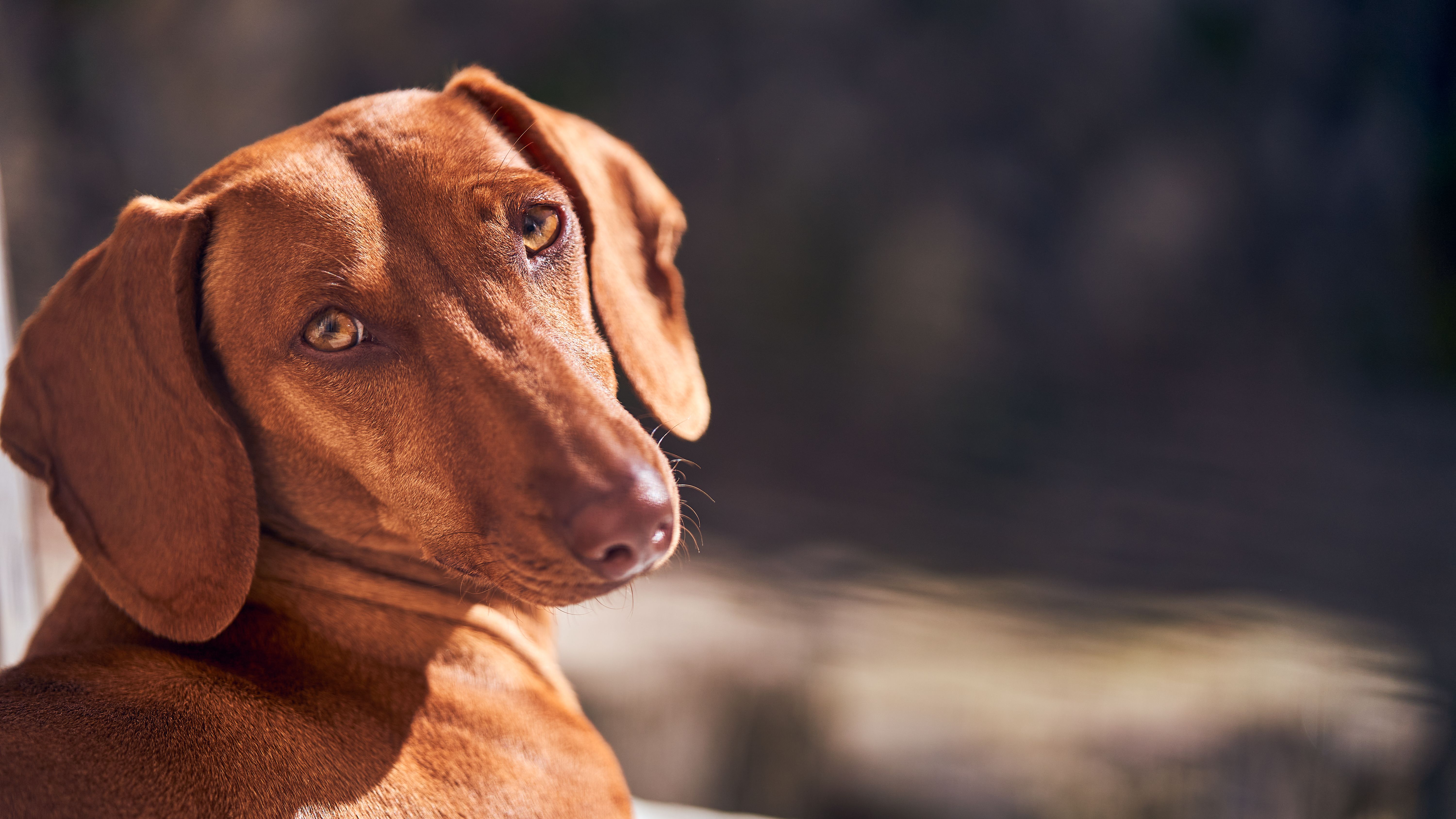 pet care, pet health, pet safety, pet grooming — Photo by Willians Huerta on Pexels