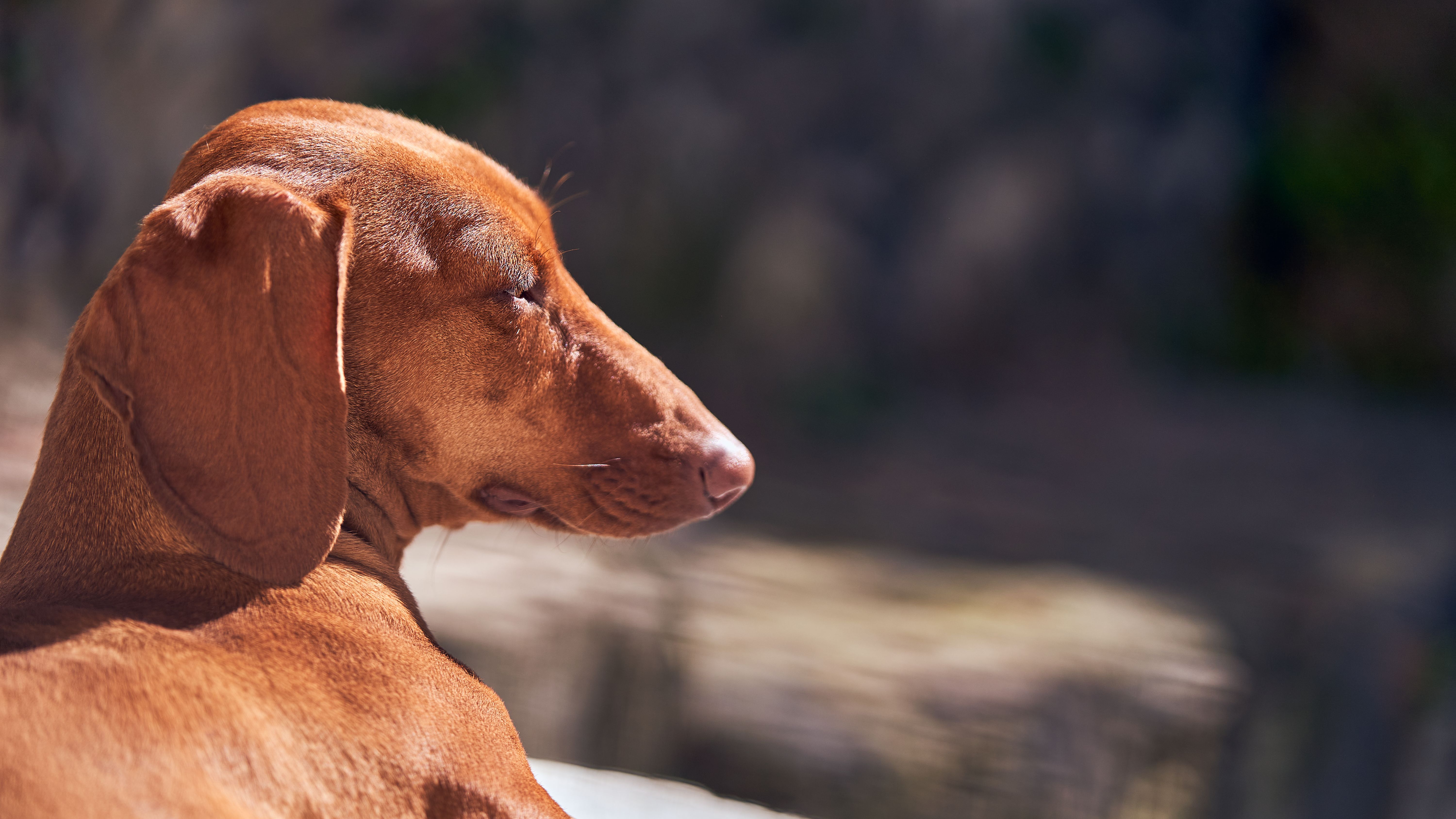 Pet Skin and Coat Health Supplement Market Forecast Points Higher Toward 2035, Driven by PET Humanization and Premium Ingredi