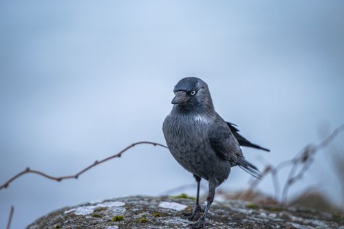 Free Eurasian jackdaw standing on a moss-covered rock in Jönköping, Sweden. Stock Photo