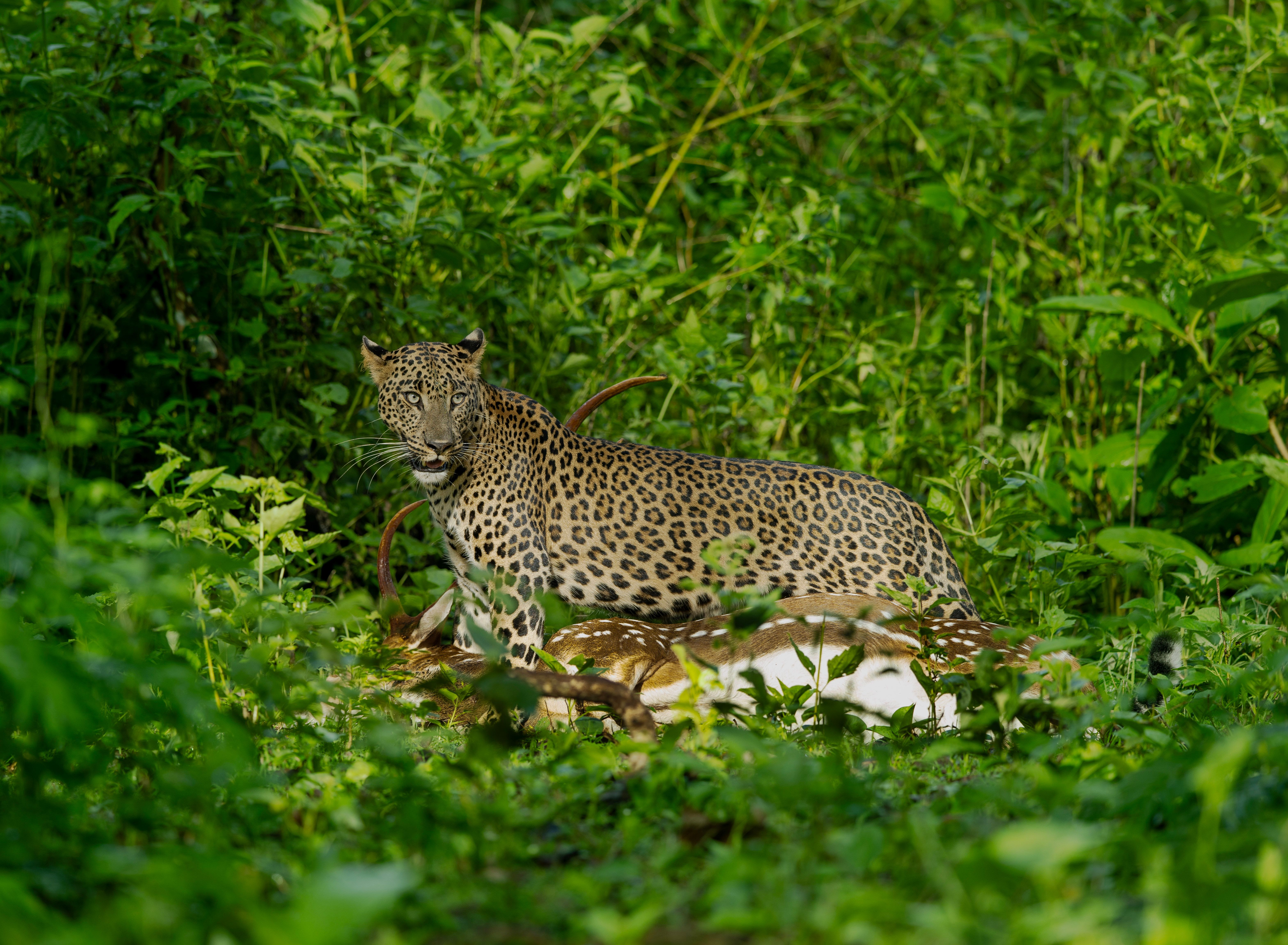Where to Eat in Bandipur: Local Food Guide