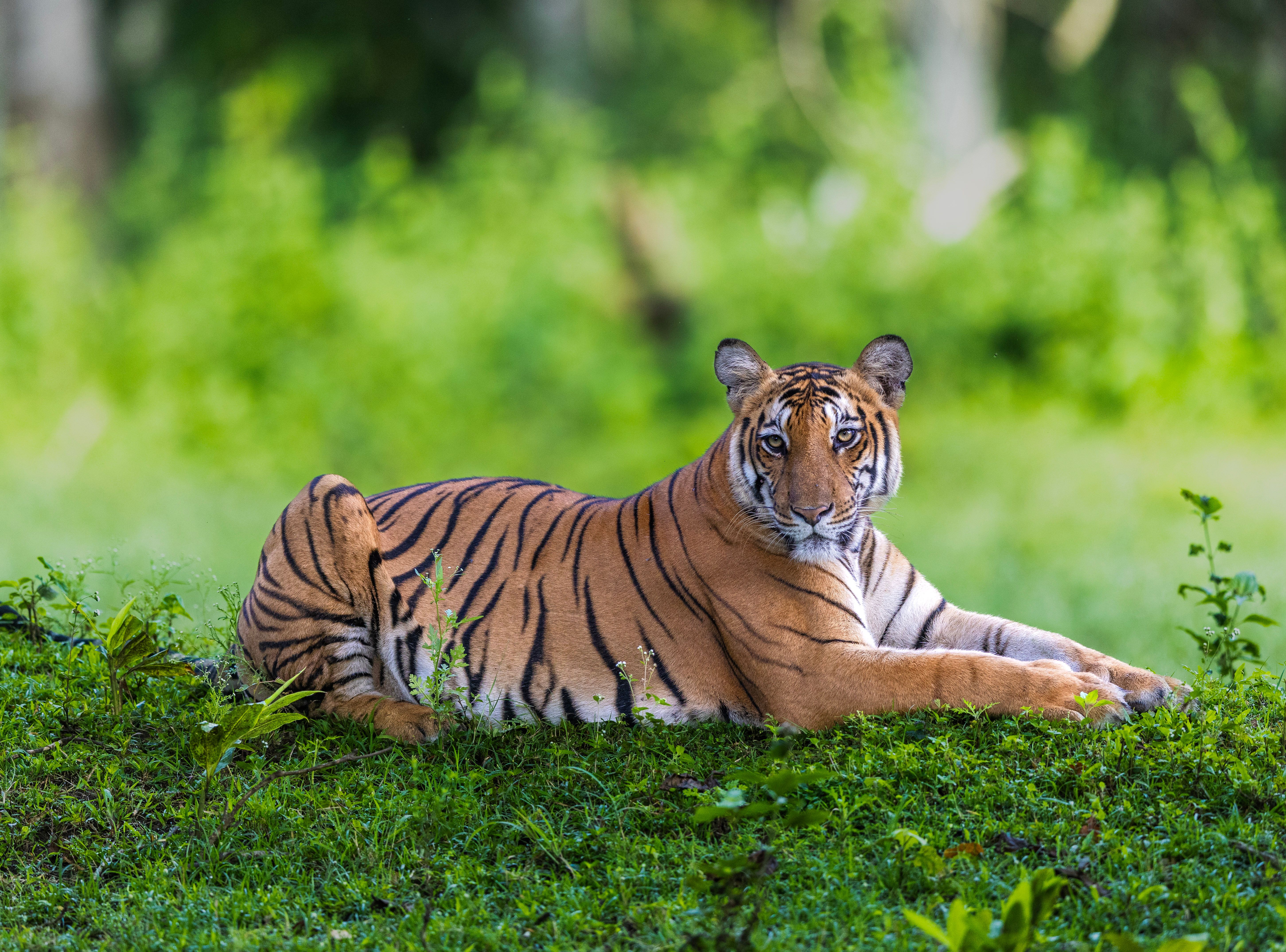 Manas Wildlife Sanctuary 1