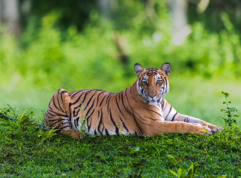 A Bengal tiger resting on vibrant green grass in a Karnataka, India forest, showcasing natural beauty.