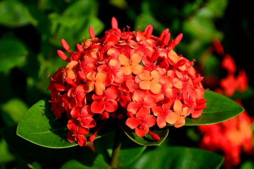 Free Close-up of a vibrant red Ixora flower cluster in bright sunlight, showcasing tropical beauty. Stock Photo