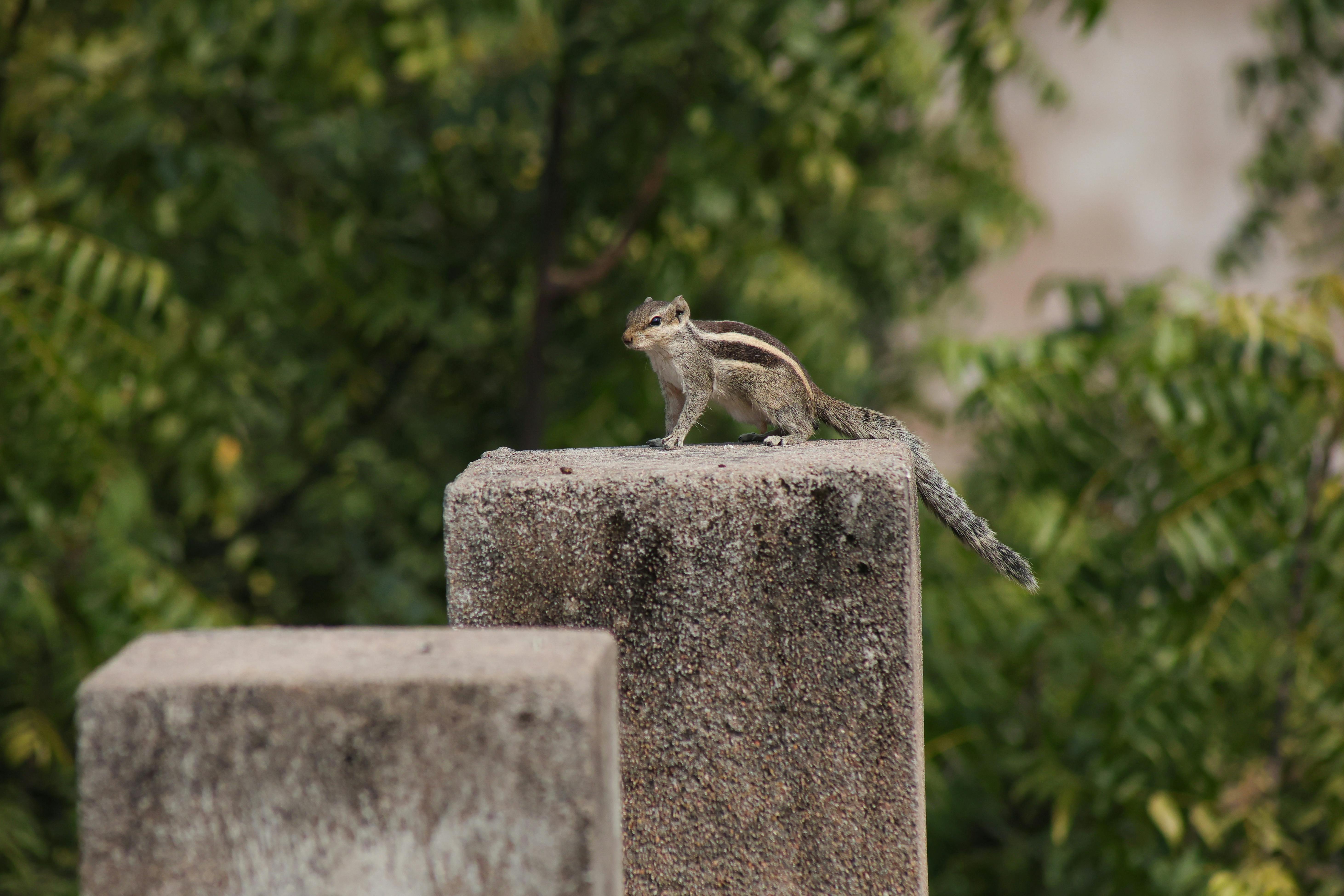 Gratis Immagine gratuita di alberi, ambiente, ambiente naturale Foto a disposizione