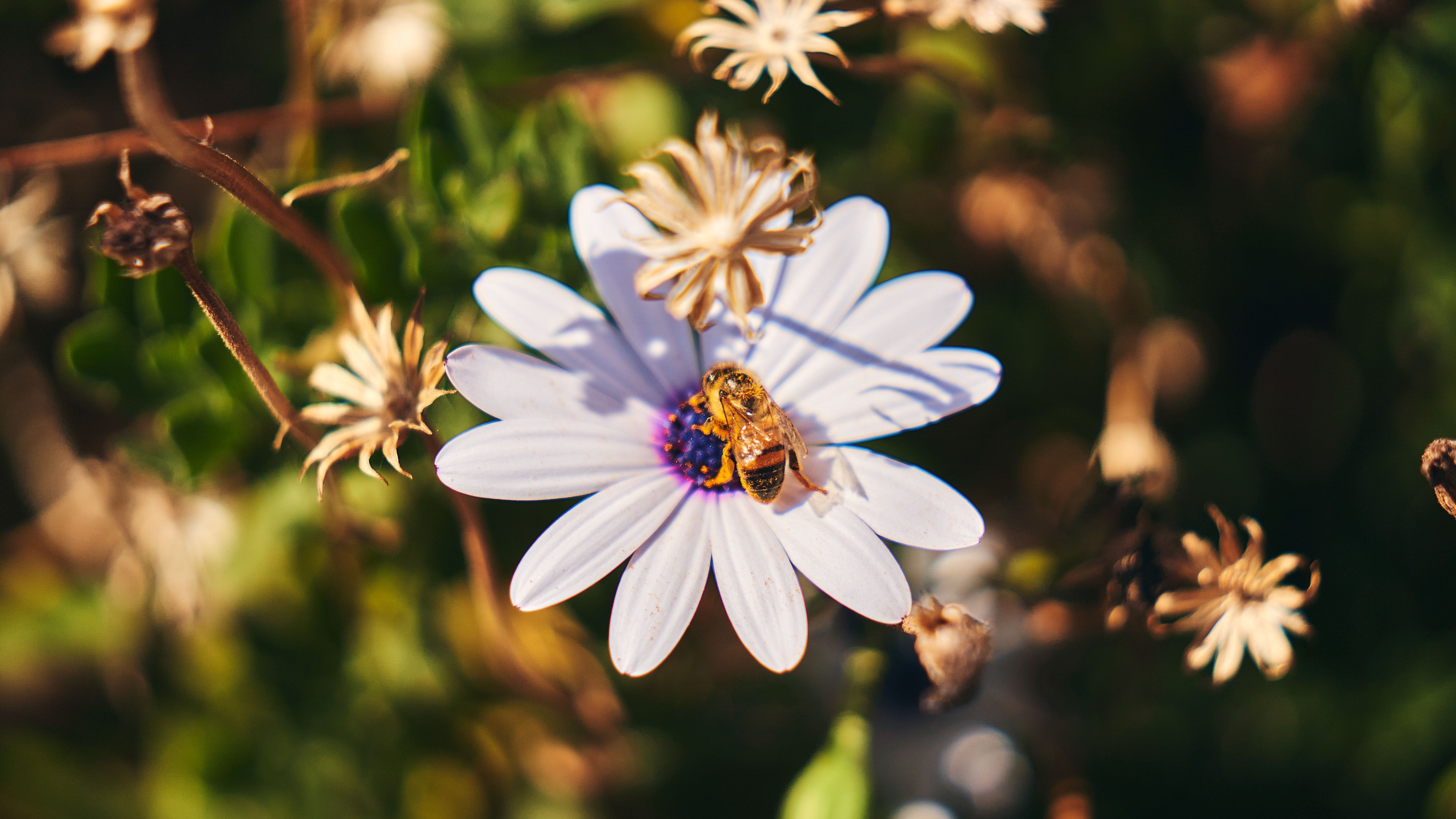 Close-up of Bee Pollinating a White Daisy Flower · Free Stock Photo