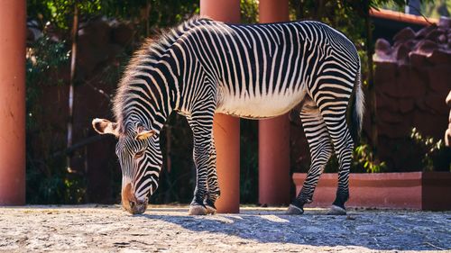 Free A Grevy's zebra feeding outdoors at a zoo, showcasing its unique stripes in a natural setting. Stock Photo