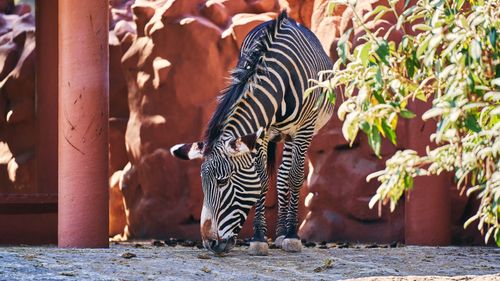Free A zebra grazes in a sunlit enclosure surrounded by natural rock formations and green foliage. Stock Photo