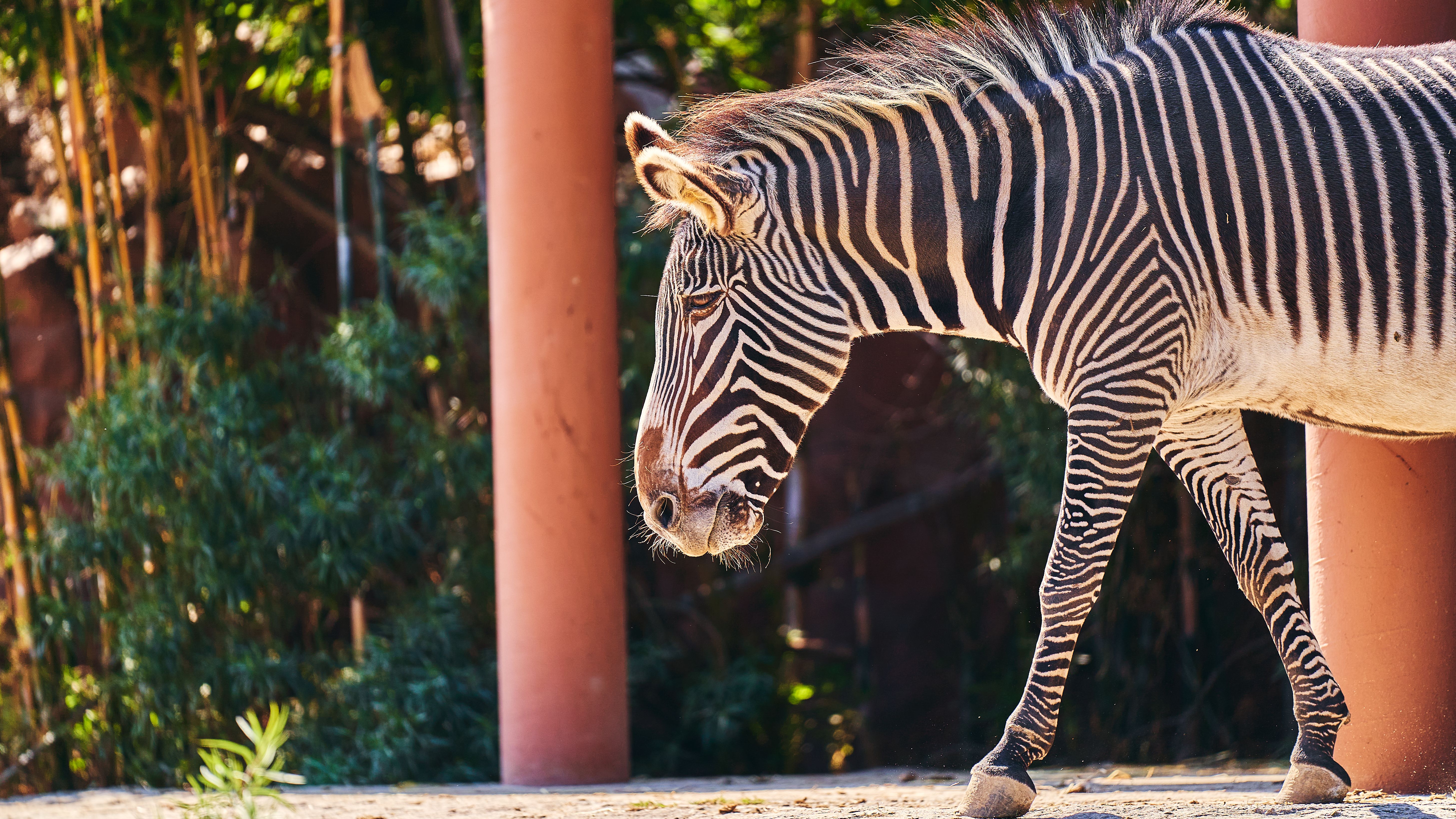 Close-up of a Zebra in Natural Habitat · Free Stock Photo