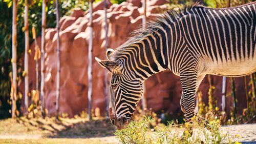 Free Zebra grazing among bushes in a sunlit outdoor setting with red rocks. Stock Photo