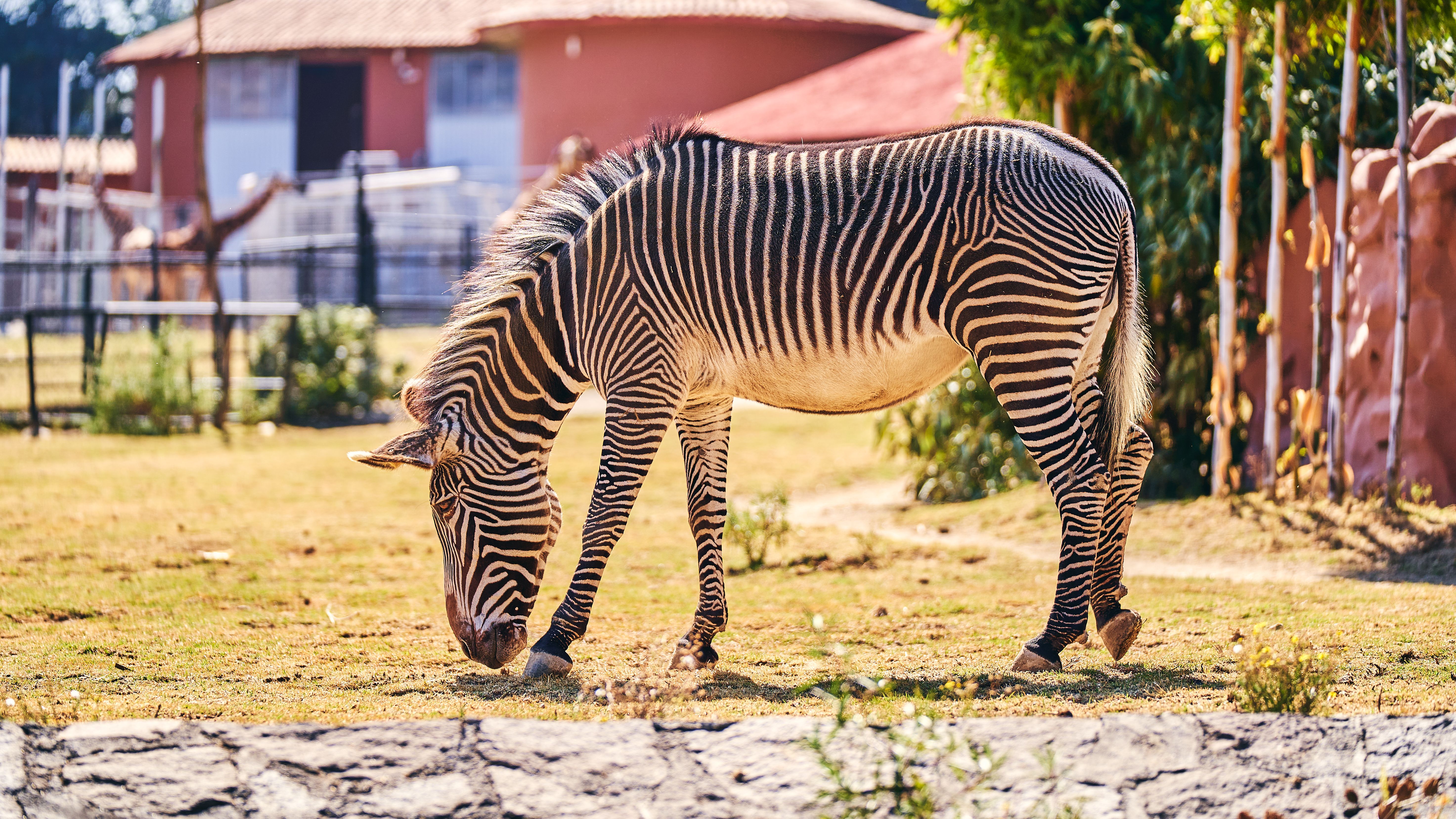 herbivores, The Animals That Best Fit The Herbivore Pattern