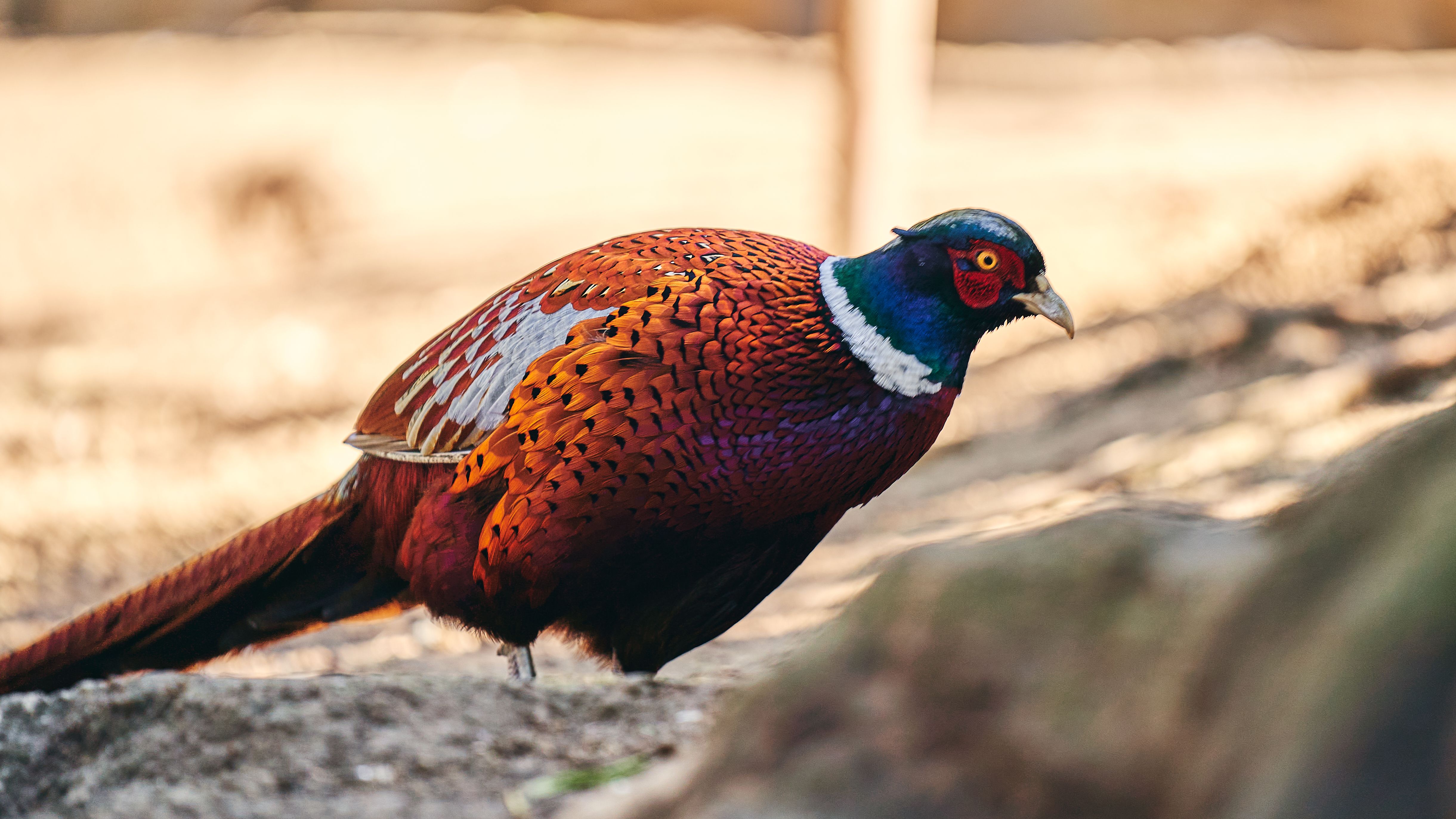 Close-up of a colorful male pheasant with vibrant plumage in its natural outdoor habitat.