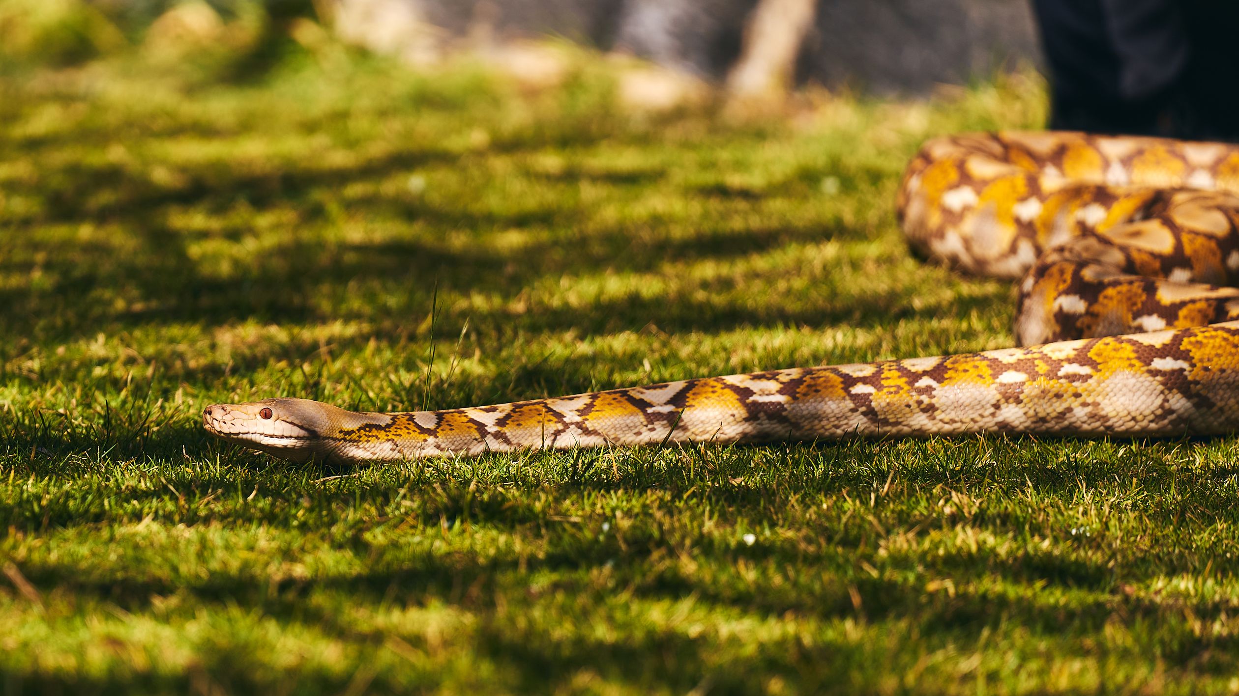Close-Up of Reticulated Python on Grass · Free Stock Photo