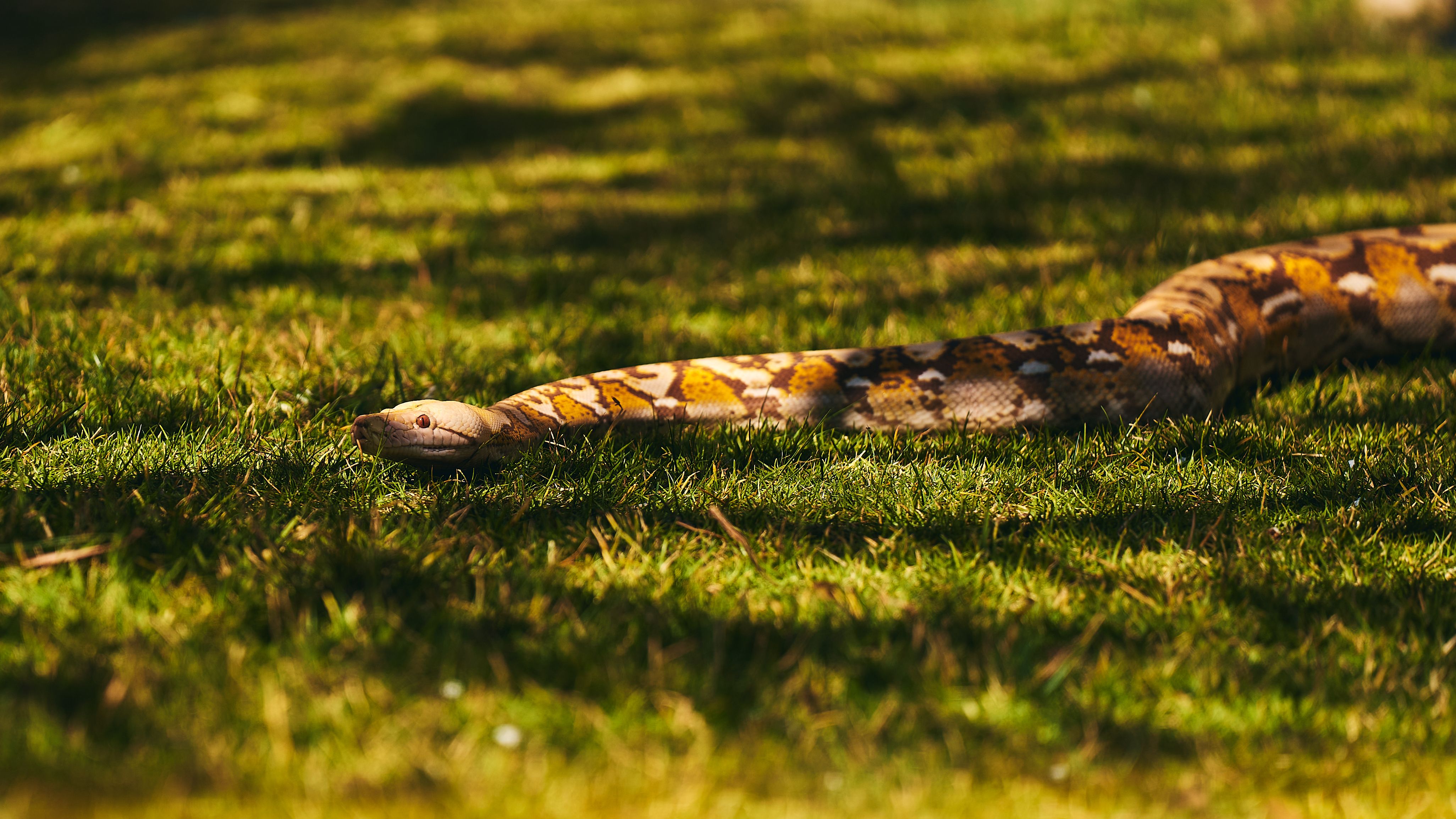 A large Burmese python snake slithering on sunlit grass outdoors in a natural setting.