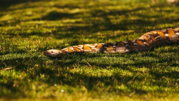 snake photo