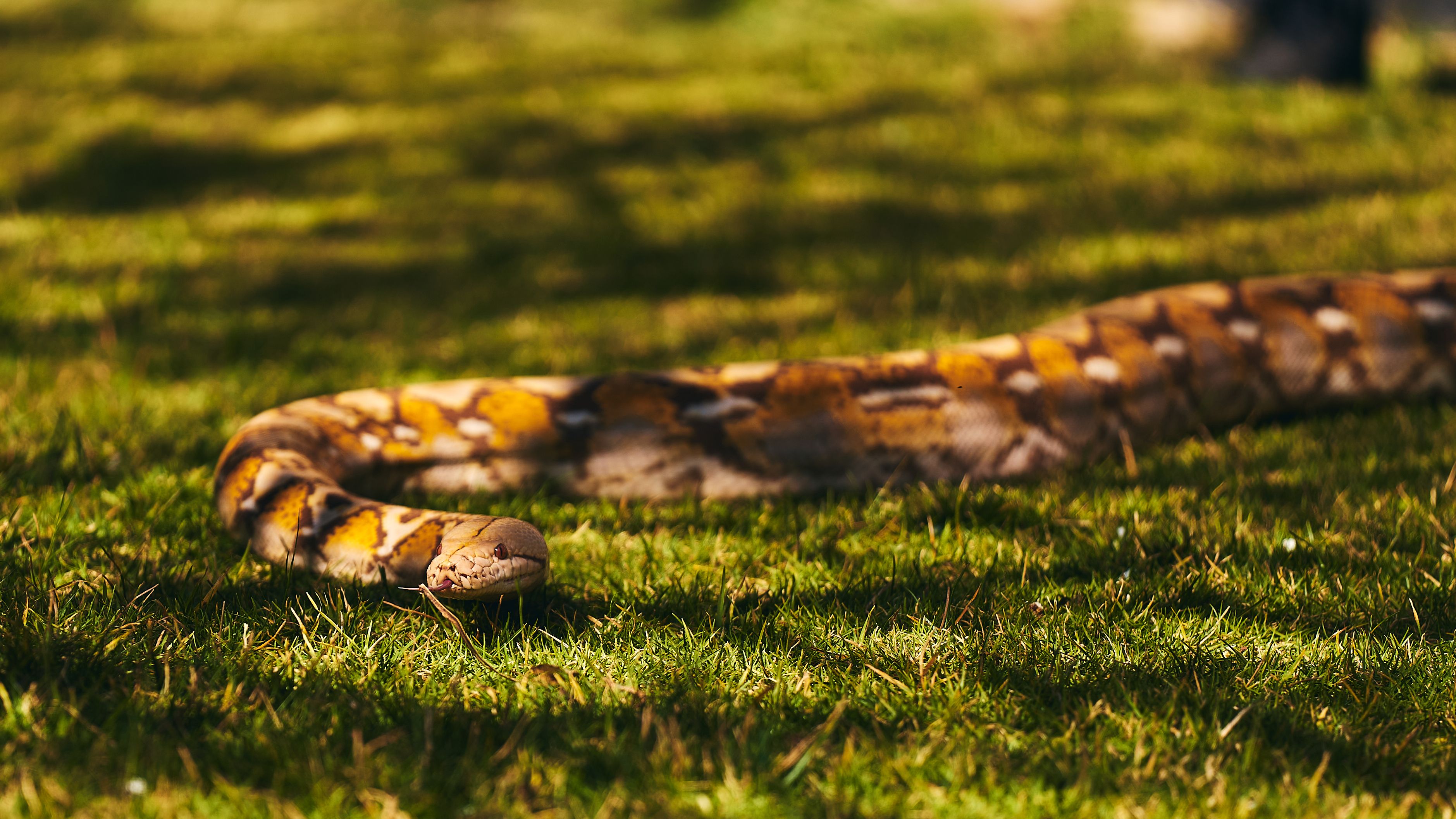 Willians Huerta/Pexels