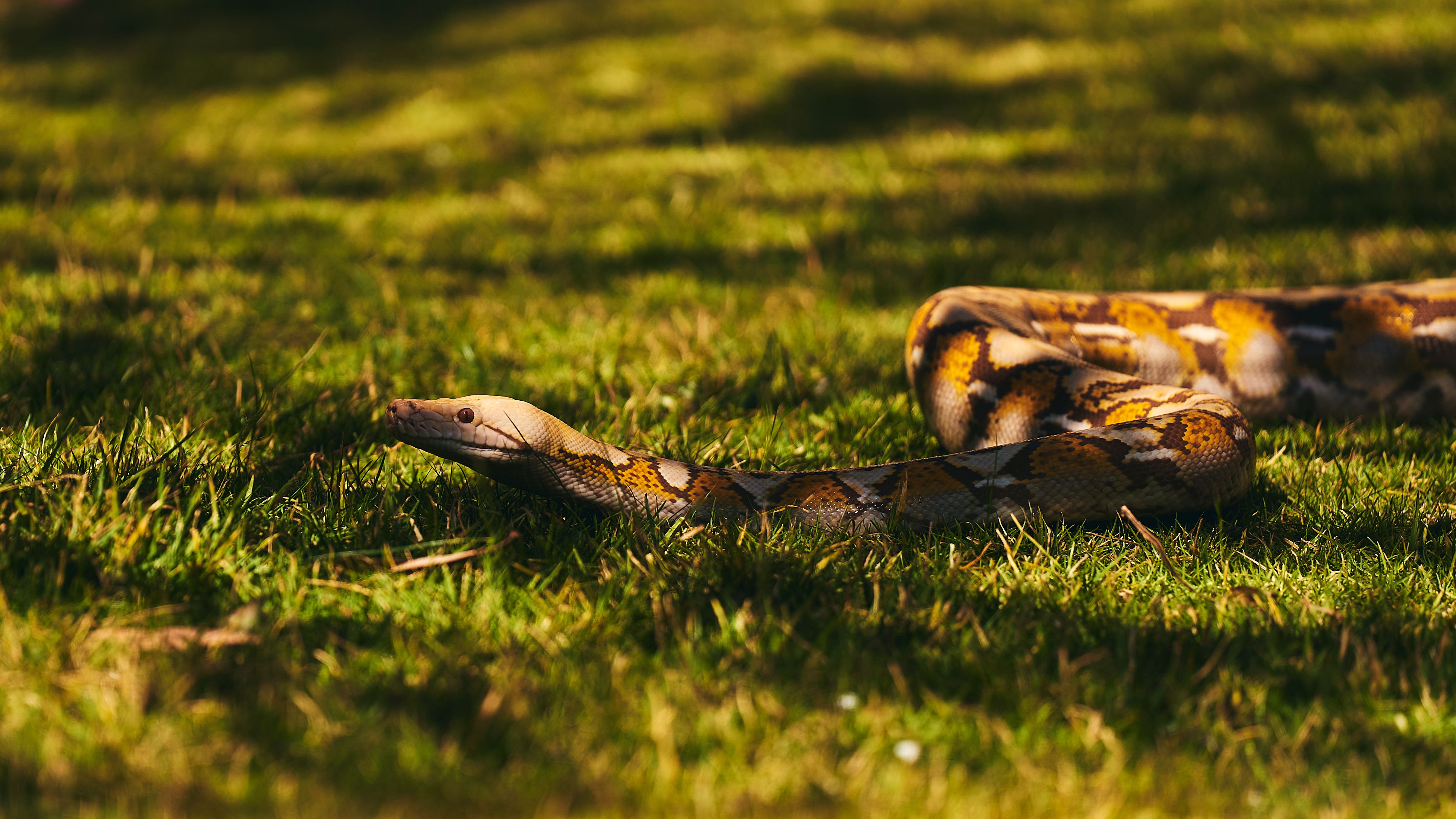 Ball Python