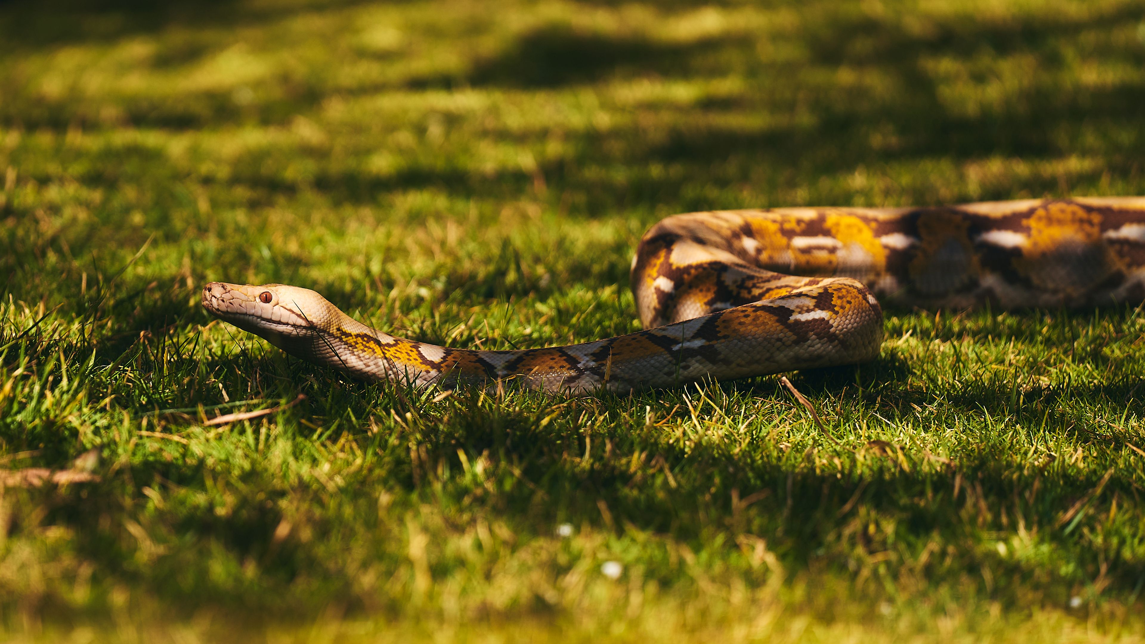 Swift vs Python for Backend: What to Choose in 2025