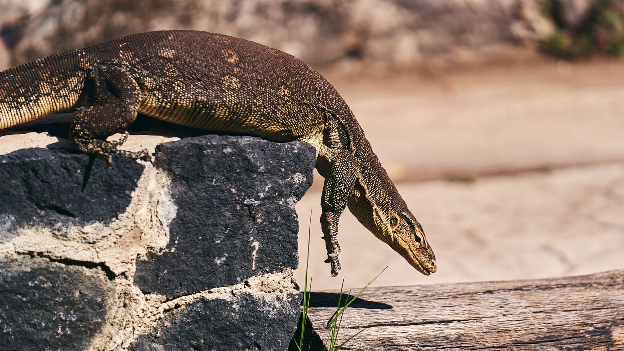 Monitor Lizard Climbing Rocks Monitor Lizard on Rock in a Sunny Outdoor Setting · Free Stock Photo
