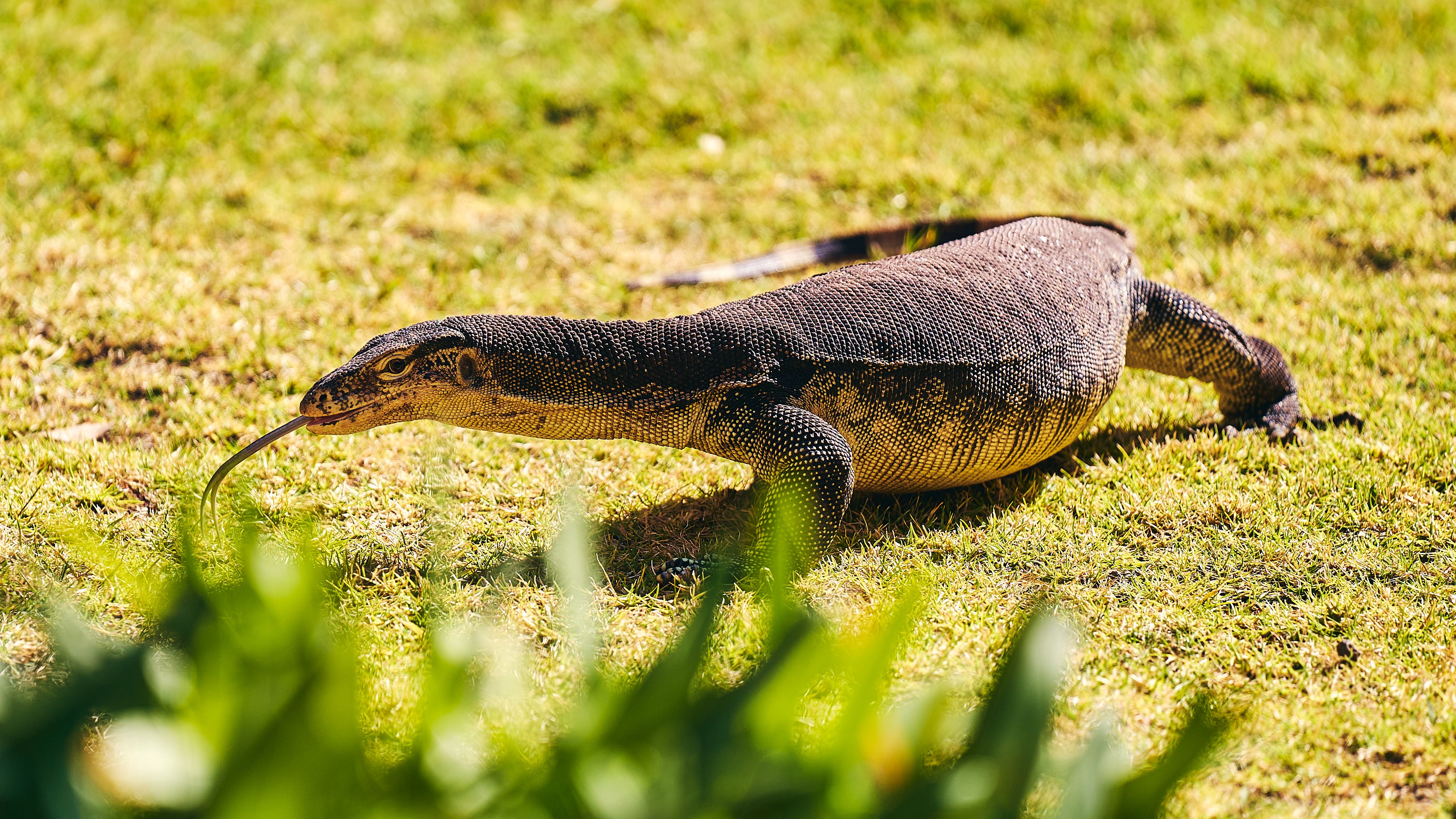 Monitor Lizard — Ackie (Ridge-tailed) male, proven breeder